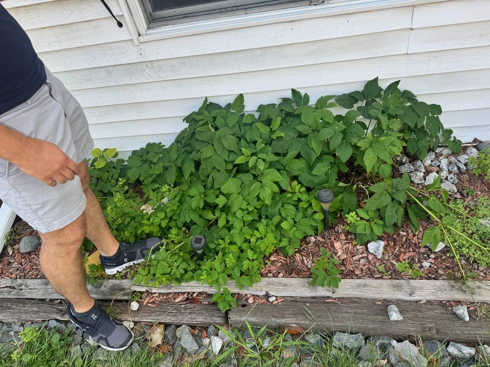 Stanley, Chatham — Jun 2024